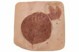 Two Red Fossil Leaves (Platanus & Unidentified) - Montana #212454-1